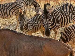 Safari trip to South Africa