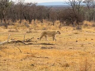 Safari trip to South Africa