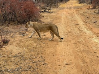 Safari trip to South Africa