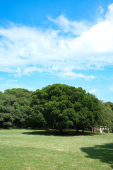 砧公園