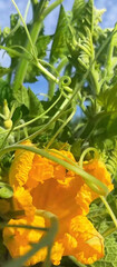 A yellow flower with green leaves is in the foreground of a green background. The flower is...