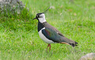 Vanneau huppé,Vanellus vanellus, Northern Lapwing