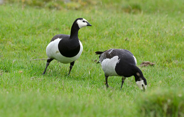 Bernache nonnette, Branta leucopsis, Barnacle Goose
