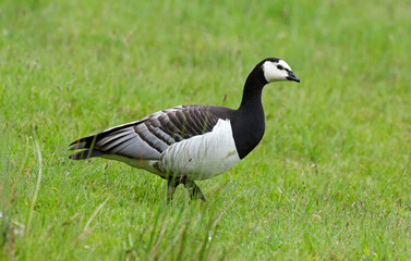 Bernache nonnette, Branta leucopsis, Barnacle Goose