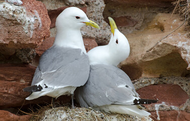 Mouette tridactyle,Rissa tridactyla, Black legged Kittiwake, nid, parades
