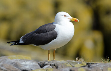 Naklejka premium Goéland brun, Larus fuscus, Lesser Black backed Gull