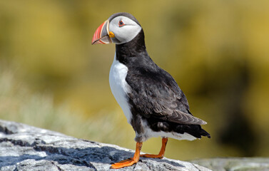 Macareux moine,Fratercula arctica, Atlantic Puffin,