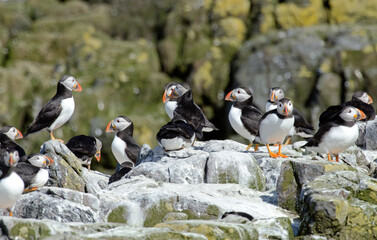 Macareux moine,Fratercula arctica, Atlantic Puffin,