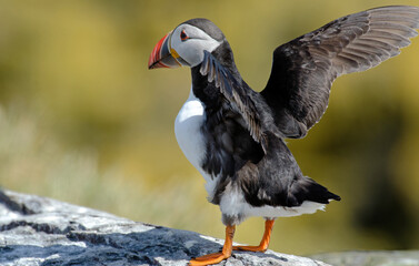 Macareux moine,Fratercula arctica, Atlantic Puffin,