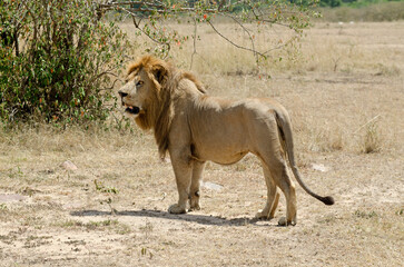 lion, panthera leo, Afrique de l'Est