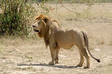 lion, panthera leo, Afrique de l'Est
