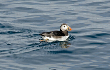 Macareux moine,Fratercula arctica, Atlantic Puffin,