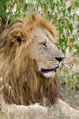 lion, panthera leo, Afrique de l'Est