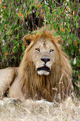 lion, panthera leo, Afrique de l'Est