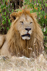 lion, panthera leo, Afrique de l'Est