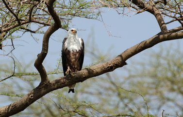 Pygargue vocifère, Pygargue vocifer, African Fish Eagle, Aigle pêcheur d'Afrique, Haliaeetus vocifer, Afrique