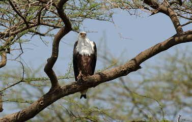 Pygargue vocifère, Pygargue vocifer, African Fish Eagle, Aigle pêcheur d'Afrique, Haliaeetus vocifer, Afrique