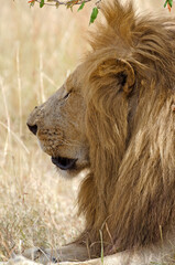 lion, panthera leo, Afrique de l'Est