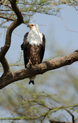 Pygargue vocifère, Pygargue vocifer, African Fish Eagle, Aigle pêcheur d'Afrique, Haliaeetus vocifer, Afrique