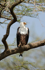 Pygargue vocifère, Pygargue vocifer, African Fish Eagle, Aigle pêcheur d'Afrique, Haliaeetus vocifer, Afrique