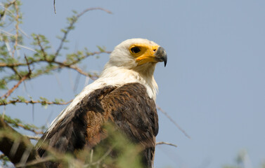 Pygargue vocifère, Pygargue vocifer, African Fish Eagle, Aigle pêcheur d'Afrique, Haliaeetus vocifer, Afrique