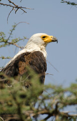 Pygargue vocifère, Pygargue vocifer, African Fish Eagle, Aigle pêcheur d'Afrique, Haliaeetus vocifer, Afrique