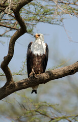 Pygargue vocifère, Pygargue vocifer, African Fish Eagle, Aigle pêcheur d'Afrique, Haliaeetus vocifer, Afrique