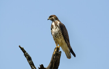 Aigle fascié,Aquila spilogaster, African Hawk Eagle, Afrique