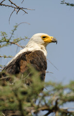 Pygargue vocifère, Pygargue vocifer, African Fish Eagle, Aigle pêcheur d'Afrique, Haliaeetus vocifer, Afrique