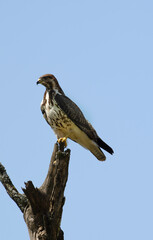 Aigle fascié,
Aquila spilogaster, African Hawk Eagle, Afrique