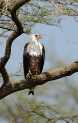 Pygargue vocifère, Pygargue vocifer, African Fish Eagle, Aigle pêcheur d'Afrique, Haliaeetus vocifer, Afrique