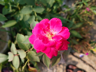 Red rose with water drops in the garden