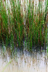 textured Aquatic Plants and its Reflections in Water