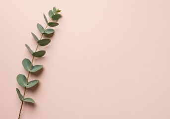 Eucalyptus Branch on Peach Background