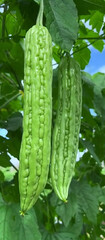 Two green cayenne peppers are hanging from a tree. The peppers are green and have a striped...