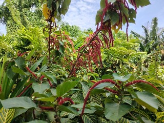 Acalypha hispida is also known as Philippine medusa and red hot cat tail in English. Common known...