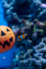 ハロウィンとカクレクマノミ