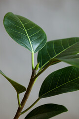 Ficus benghalensis leaves houseplant, banyan tree leaves on neutral background, minimal home decor, close up of green leaves