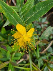 Hypericum patulum thunberg beautiful yellow flowers