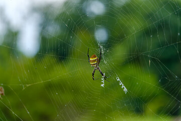蜘蛛の巣に止まるカラフルなジョロウグモ
