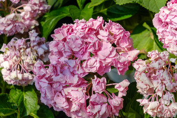 鮮やかなピンク色のアジサイの花房