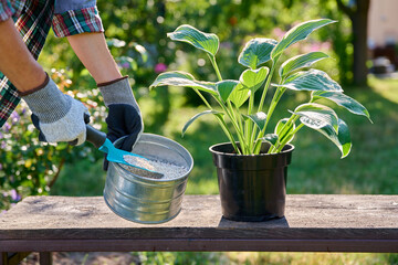 Close-up of Hosta plant in pot and granular fertilizer in hands, outdoor in garden
