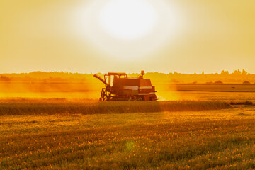 Fototapeta premium Combine harvesting crops during sunset in a golden field, creating a warm glow and dust swirling in the air
