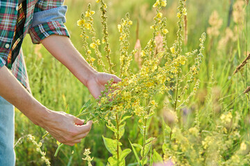 Wild field meadow herbs, woman with blooming yellow flowers of Verbascum nigrum plant