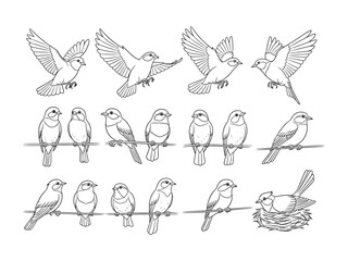 Bird Illustrations Collection: Delicate hand-drawn illustrations showcase diverse bird postures and movements, from soaring wings to peaceful perches.