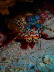 Mantis Shrimp Peeking Out from Burrow 