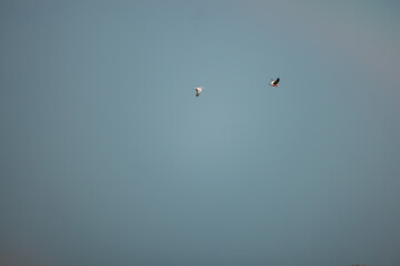 Two galahs flying across dark blue sky
