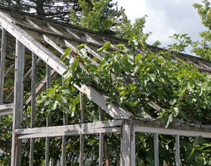 Old run down wooden greenhouse with overgrown plants
