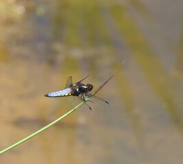 Large Dragonfly resting on leaf