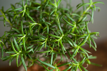rosemary herbal green leave close up